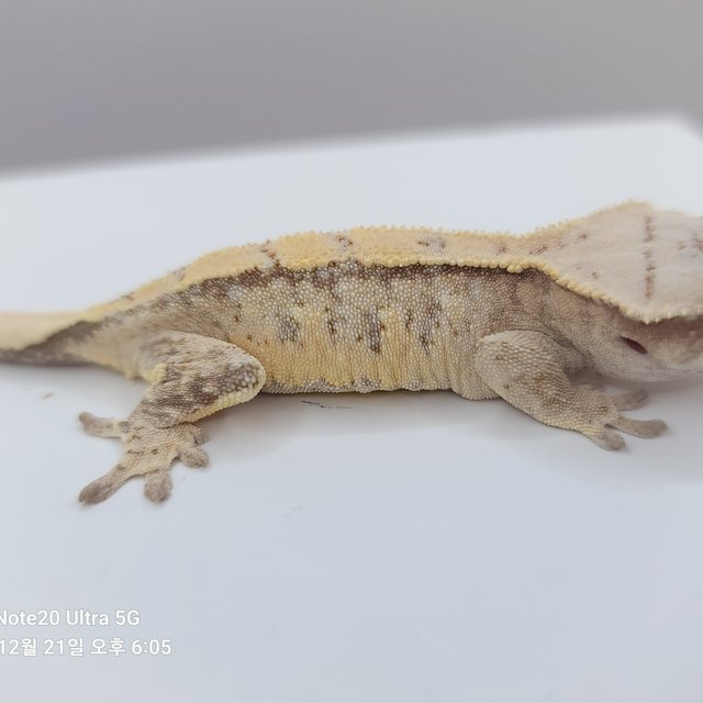 노멀 익스트림할리퀸 화이트스팟