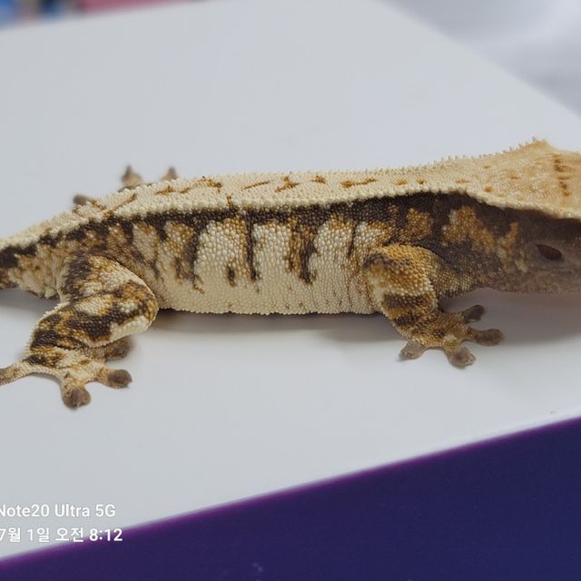 노멀 트라이 드리피 익스트림할리퀸