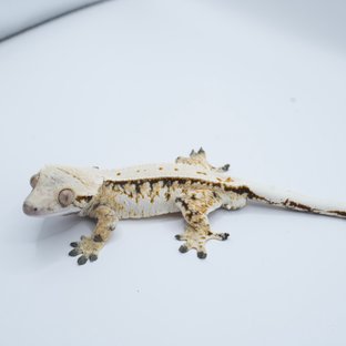 감자