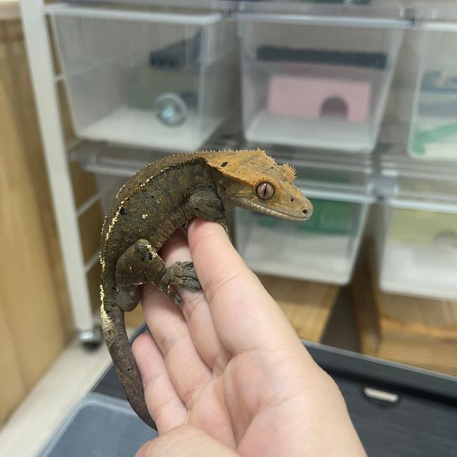 카푸치노