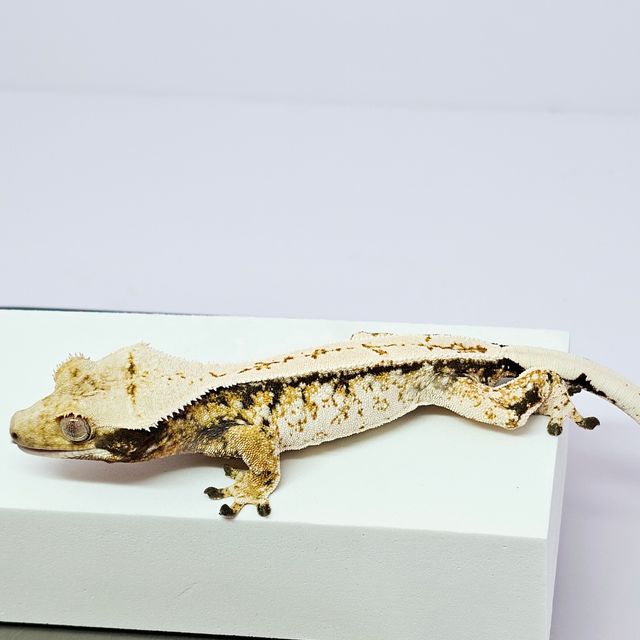 트라이