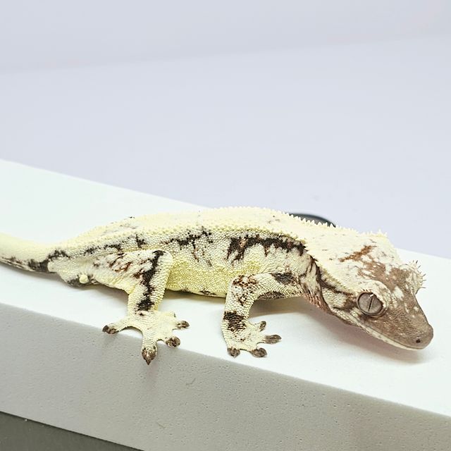 릴리 세이블