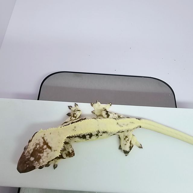 릴리 세이블