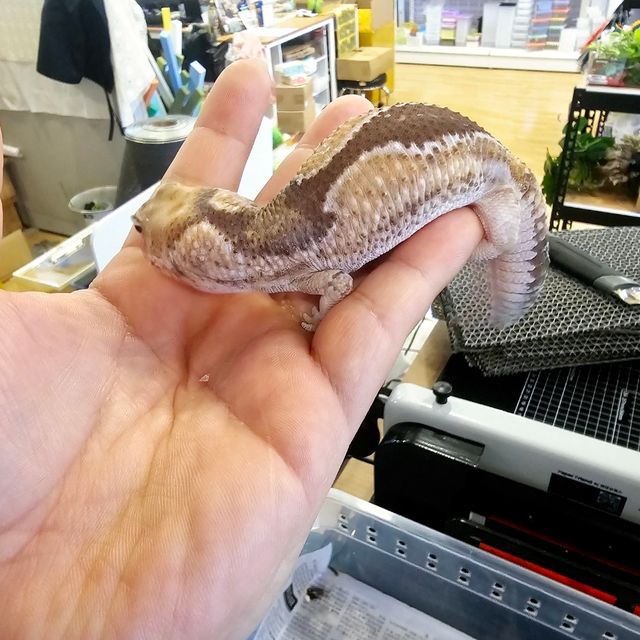 오레오 카라멜 줄루 헷 오레오 헷 줄루 헷 카라멜