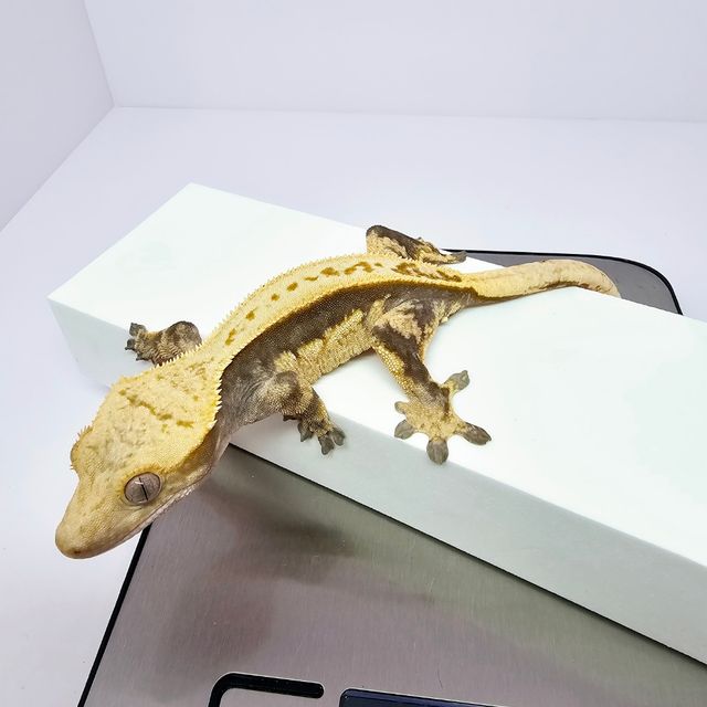 100%헷아잔틱