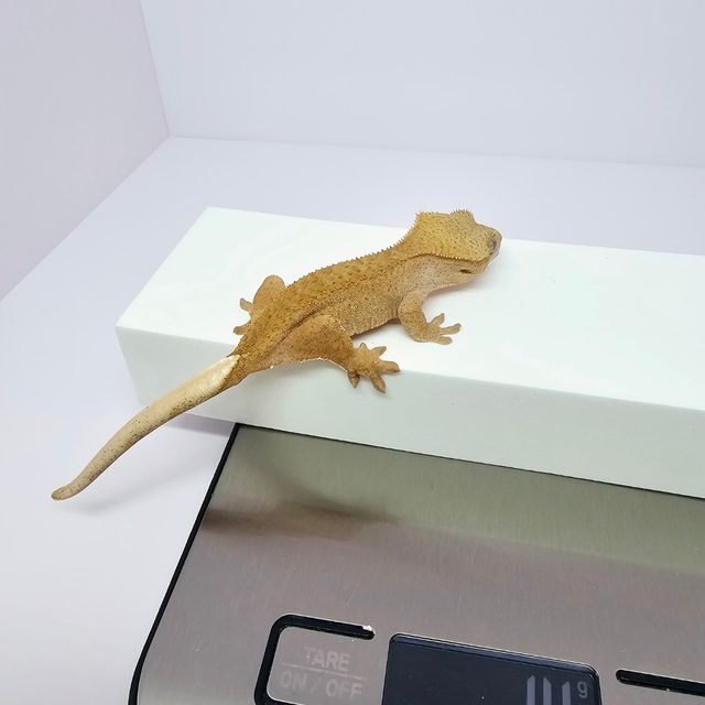 벅스킨 옐로우 크림시클