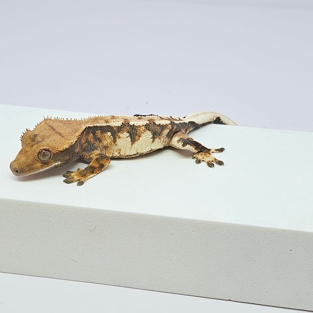 트라이