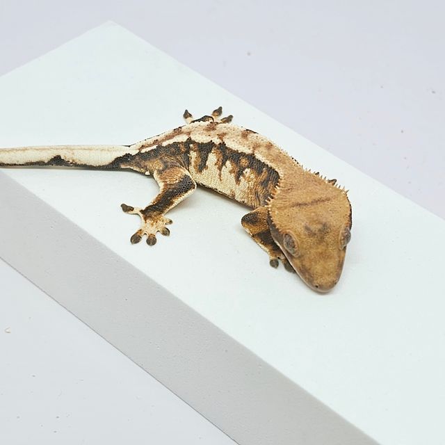 트라이