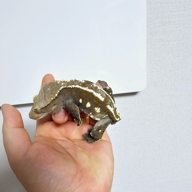 아잔틱