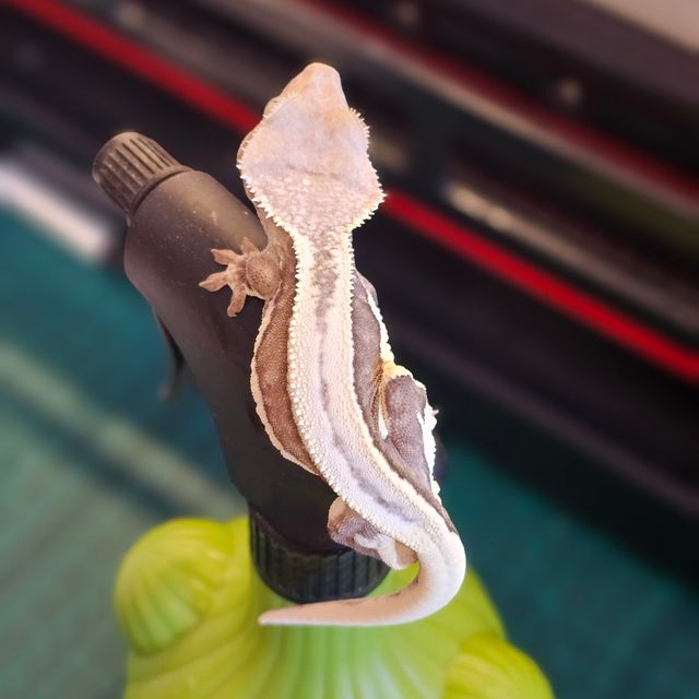 릴잔틱