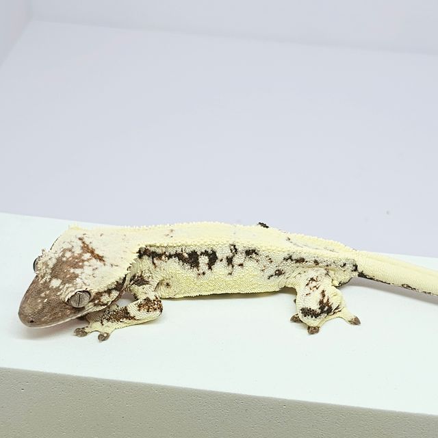릴리 세이블
