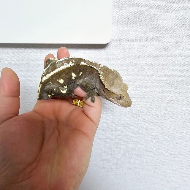 아잔틱