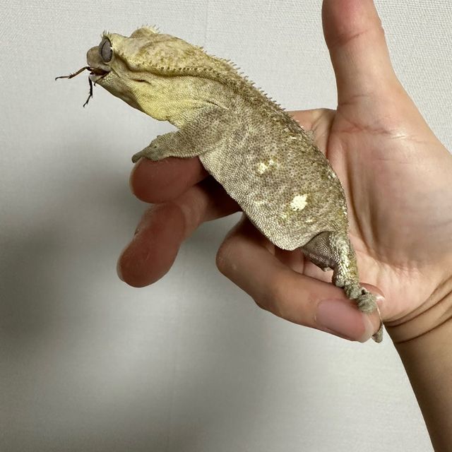 아잔틱