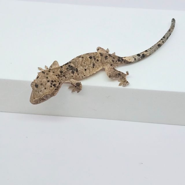 슈퍼달마시안