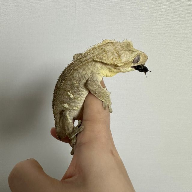 아잔틱