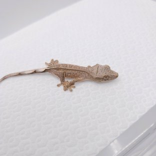 옐로우 크림시클 크림 팬텀