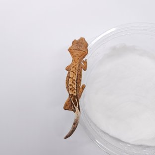 노멀 화이트스팟 크림시클