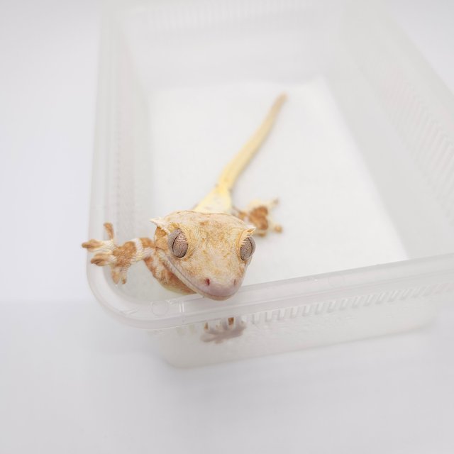 크림시클 릴리화이트