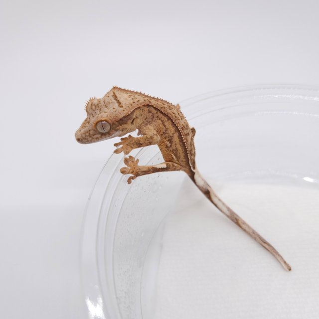 노멀 화이트핀 옐로우