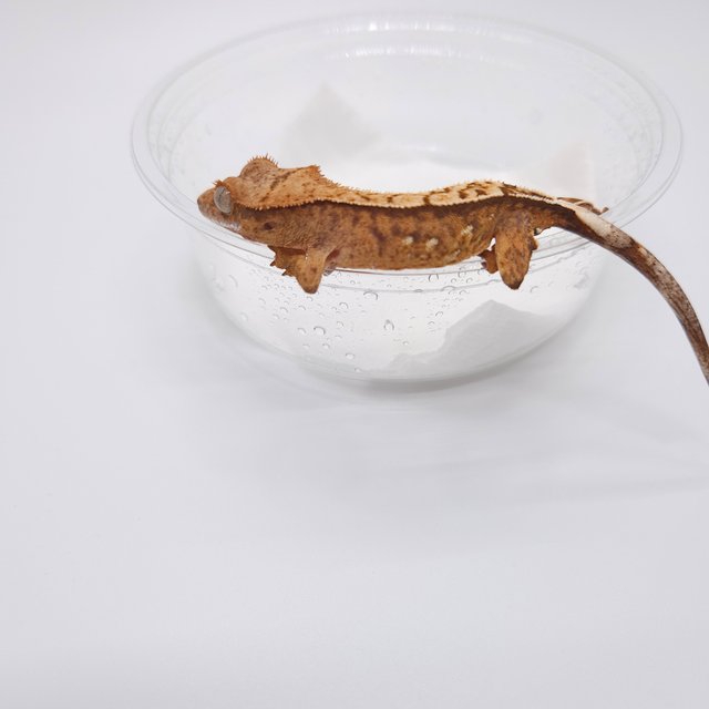 노멀 화이트스팟 크림시클