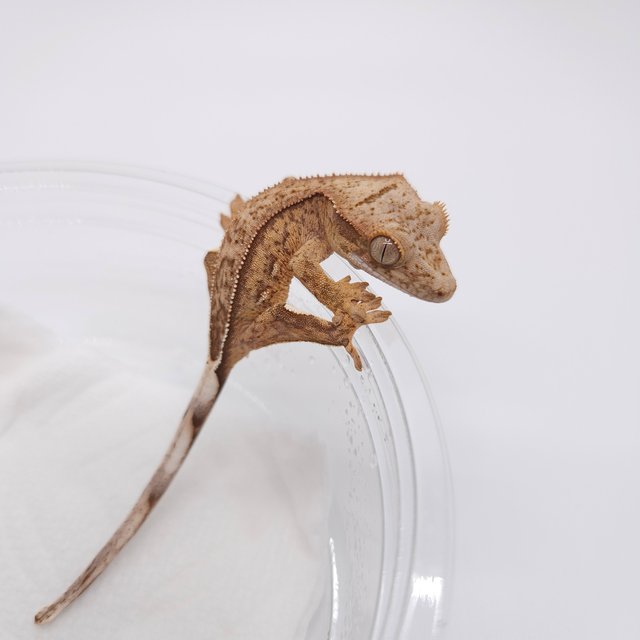 노멀 화이트핀 옐로우