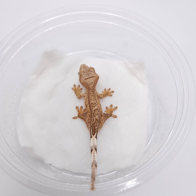 노멀 화이트핀 옐로우