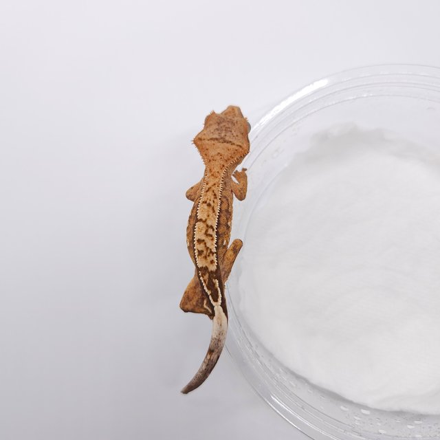 노멀 화이트스팟 크림시클