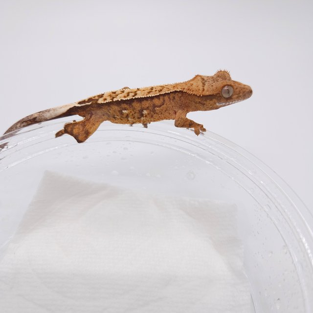 노멀 화이트스팟 크림시클