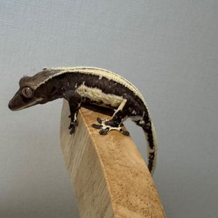 릴잔틱