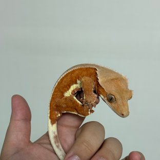레드 팬텀 릴리화이트