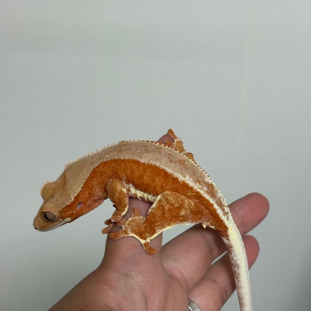 레드 팬텀 릴리화이트