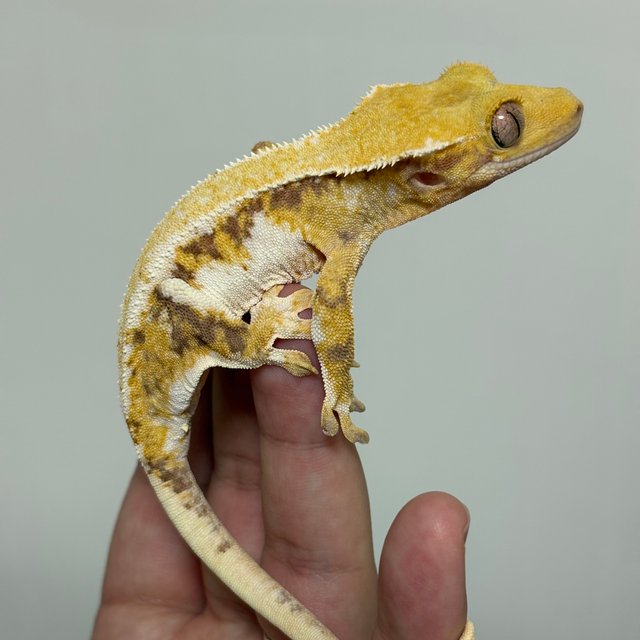 릴리화이트 트라이