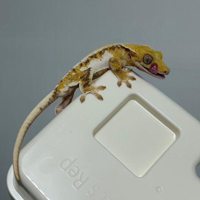 릴리화이트 트라이