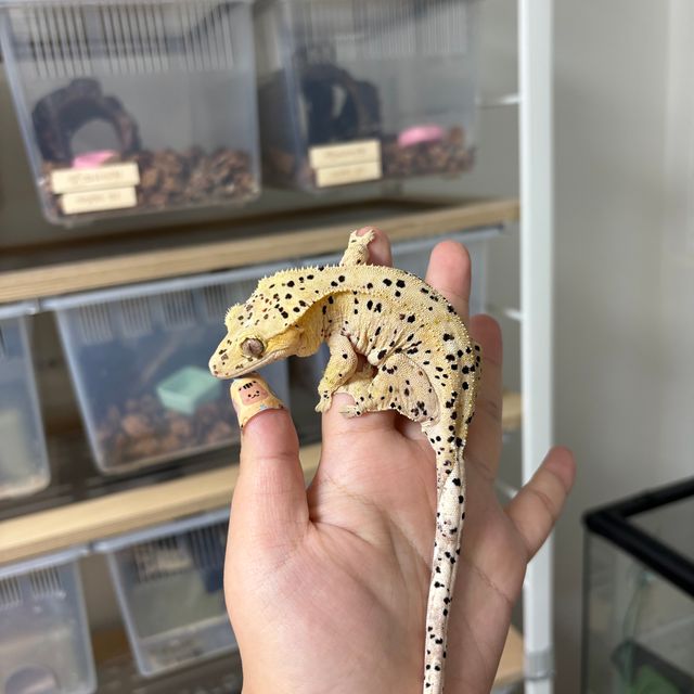 슈퍼달마시안