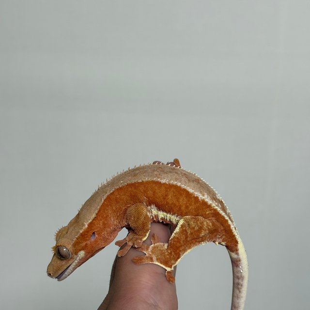 레드 팬텀 릴리화이트