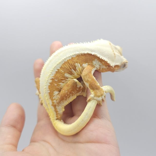 릴리화이트 크림