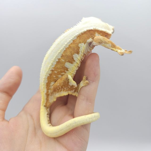 릴리화이트 크림