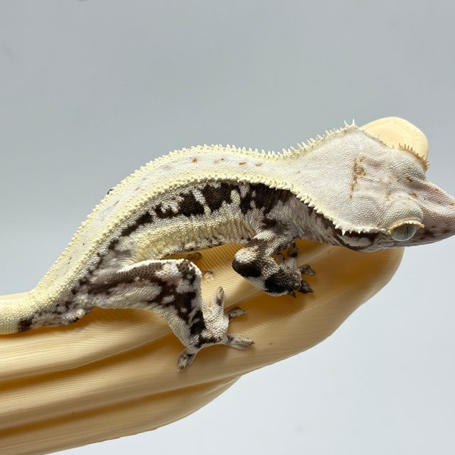 릴리100%헷아잔틱