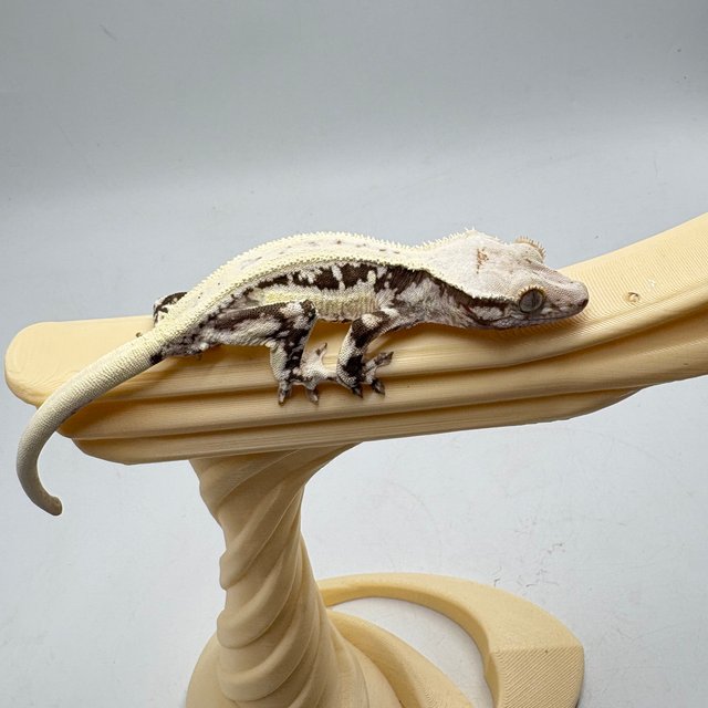 릴리100%헷아잔틱