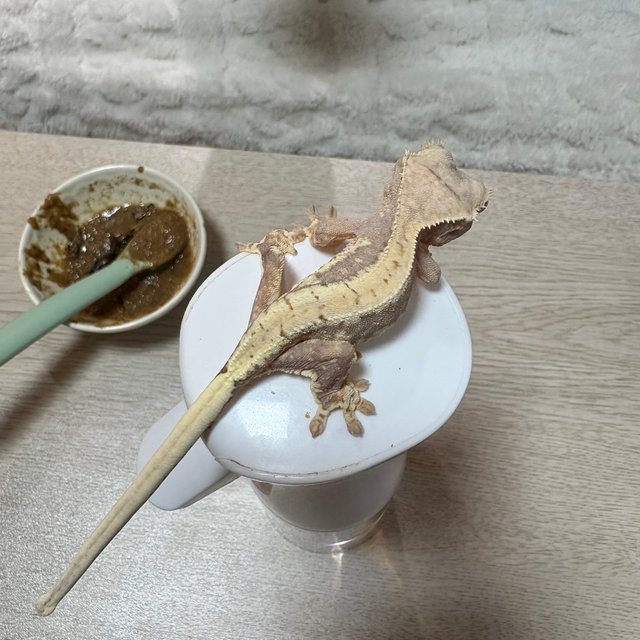 릴리100%헷아잔틱