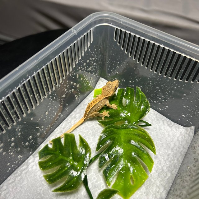 노멀 쿼드 풀핀