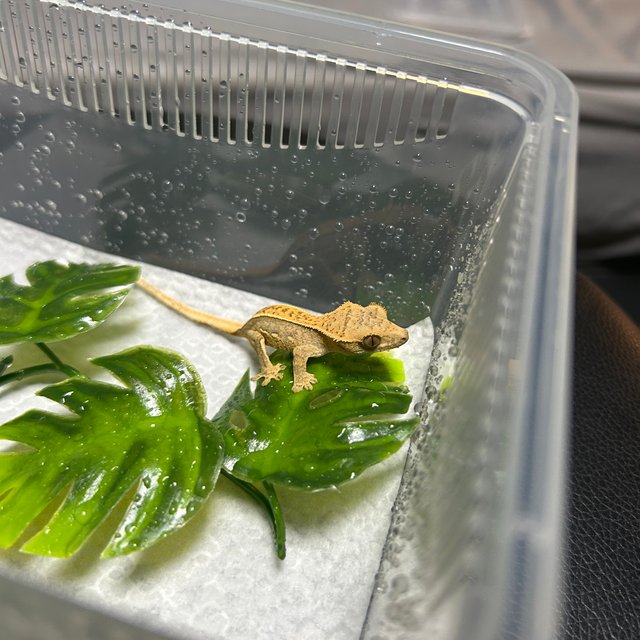 노멀 쿼드 풀핀