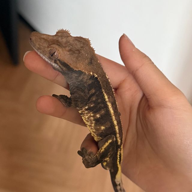 트라이 익스트림할리퀸 카푸치노