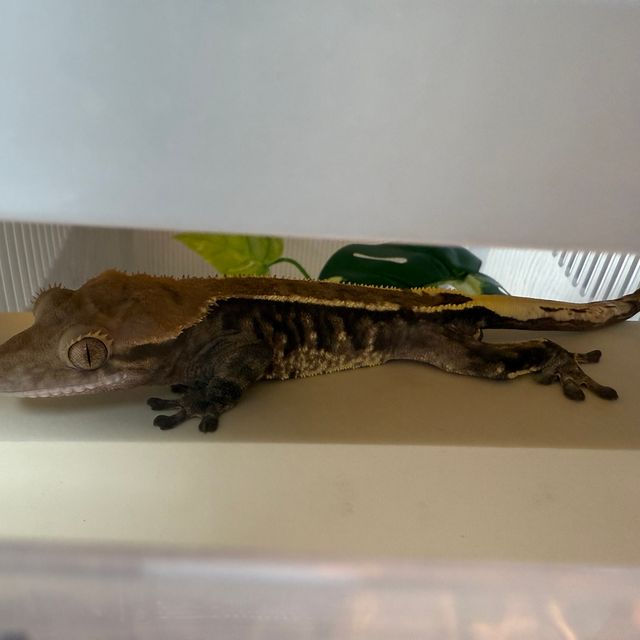 트라이 익스트림할리퀸 카푸치노