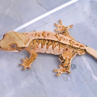 트라이 (부)