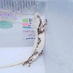 레이지 트라이 (모)