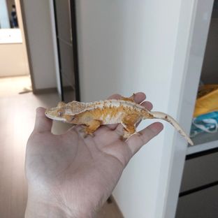 드리피 트라이 (모)