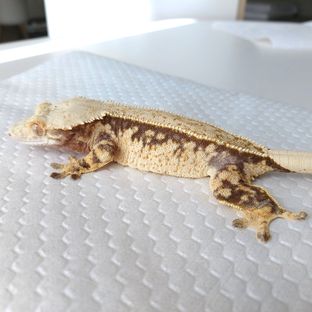 풀핀 화이트스팟 트라이 노던 (모)