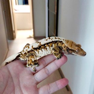 레이지 트라이 익스트림할리퀸 (부)