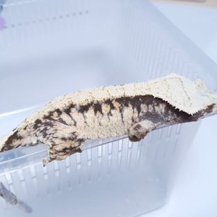 트라이 (모)